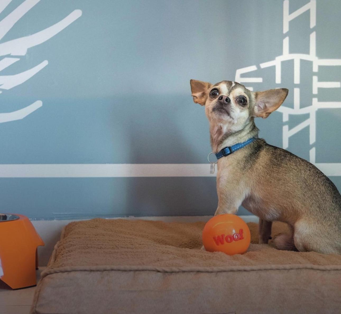 Cada Yon Pet Friendly,Netflix,Amazon Prime,Wifi Alta Velocidad, Estacionamiento Gratis Bed & Breakfast Cuautitlan Izcalli Ngoại thất bức ảnh